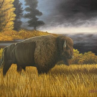 Bison Sunrise Print